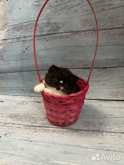 Экзотическая короткошерстная милашка