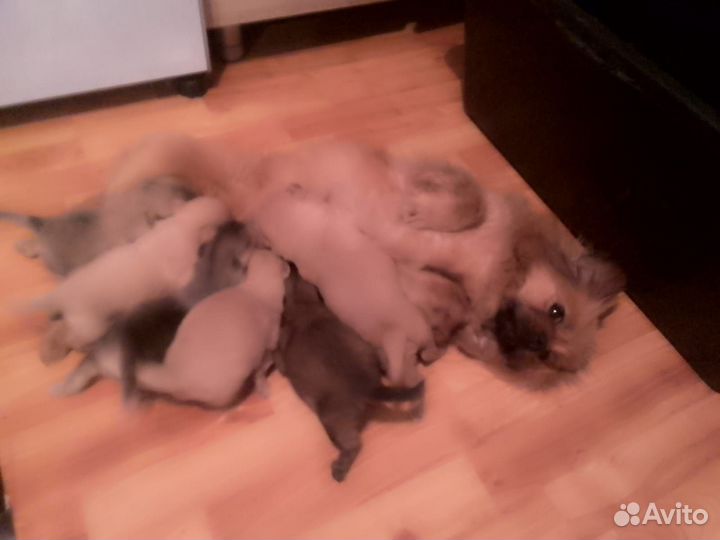 Щенки Пекинес