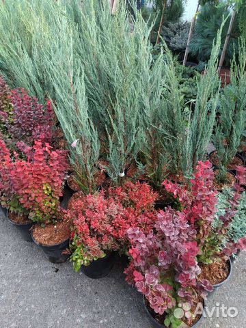 Можжевельник скальный