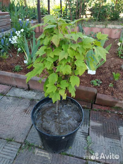 Ежевика, жимолость, смородина