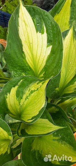 Хоста (Сортовые Хосты )