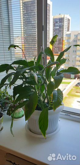 Спатифиллум (женское счастье)