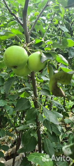 Яблоня августа