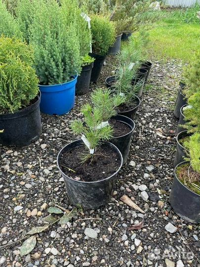 Сосна горная