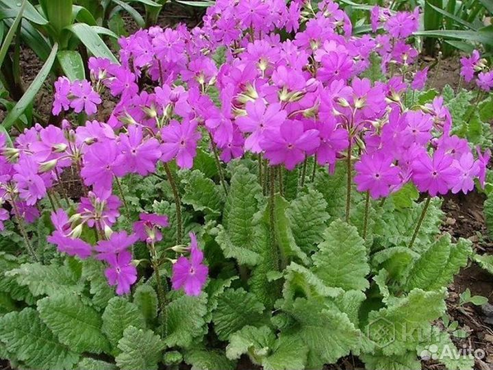 Садовые растения