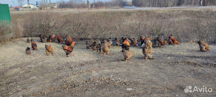 Инкубационное яйцо брама куропатчатая 80 р