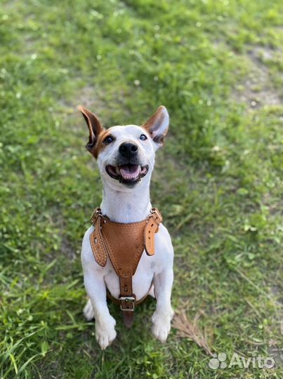 Джек-рассел-терьер Вязка