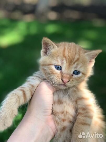 Кошка в дар