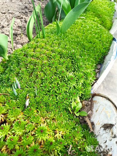 Камнеломка