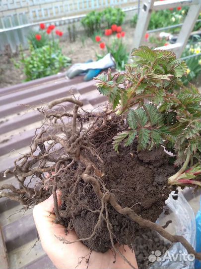 Малина земляничная (Тибетская)