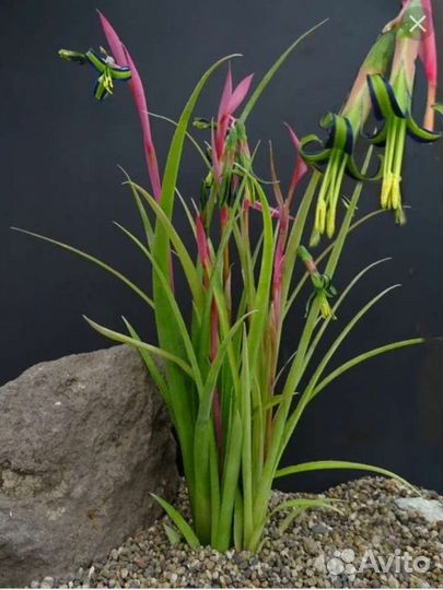 Бильбергия