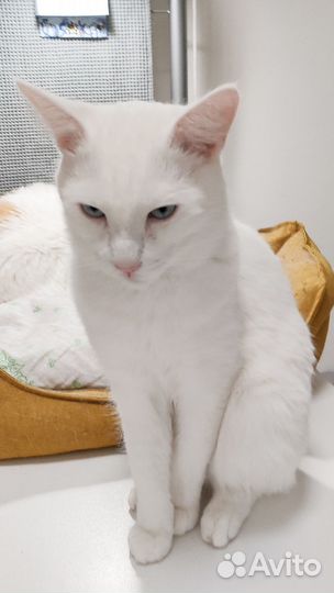 Белый котик Банни