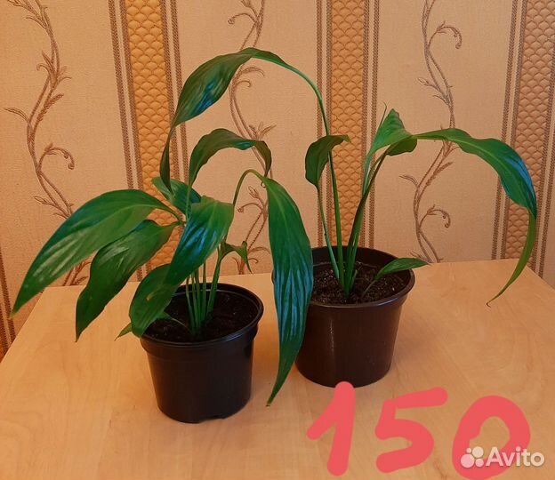 Разные комнатные растения