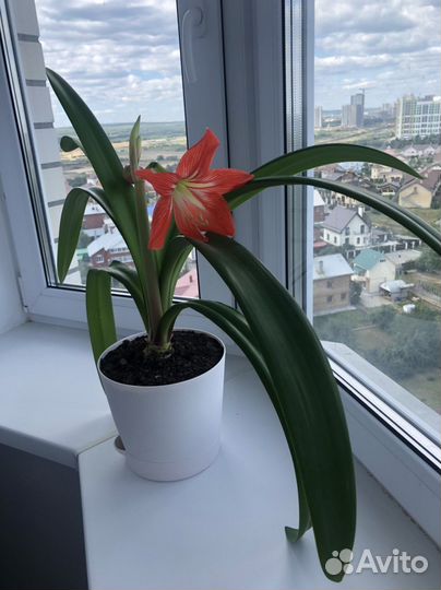 Цветок Гиппеаструм комнатное растение