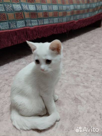 Котята