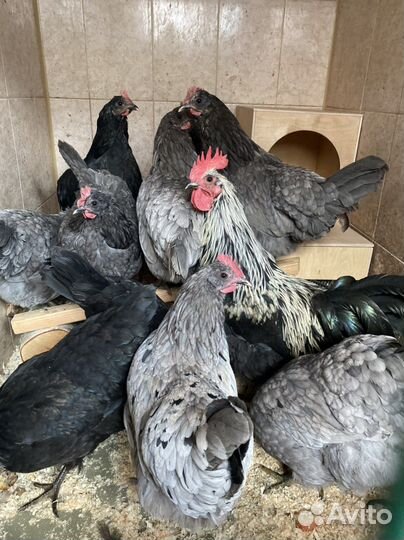 Инкубационное яйцо Сильверуд Блу