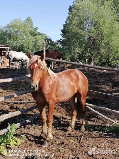 Лошадь жеребец