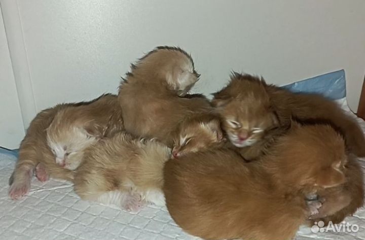 Котята мейн-кун