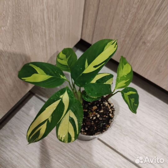 Ктенанта лубберса