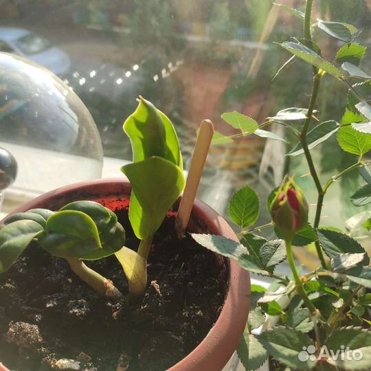 Замиокулькас мини