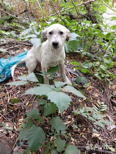 Малышка ищет дом