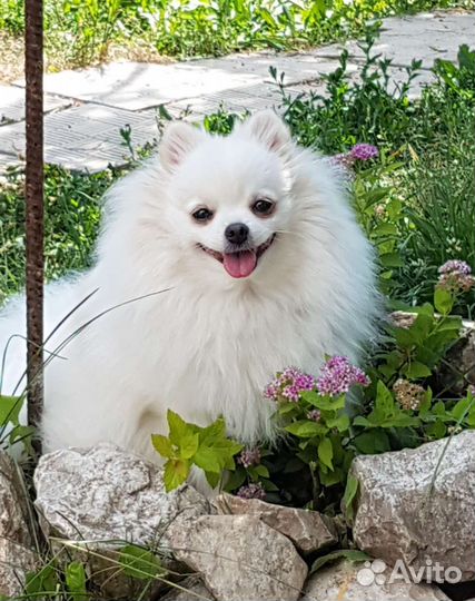 Померанский шпиц, девочки подросток и взрослая