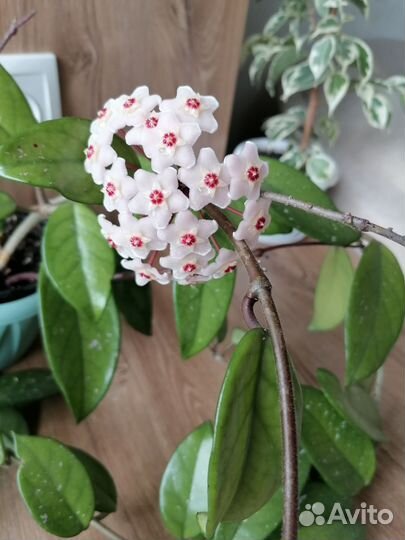 Хойя цветущая