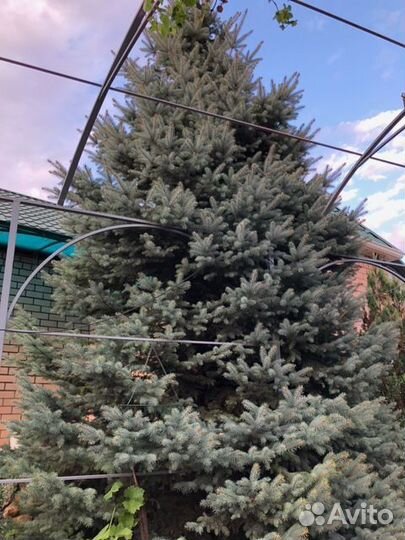 Ель (канадская) голубая, 7 м