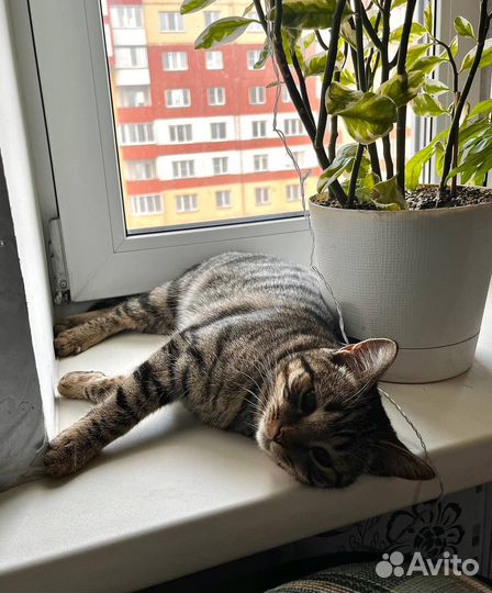 Отдам даром: кошечка Бритни в Омске