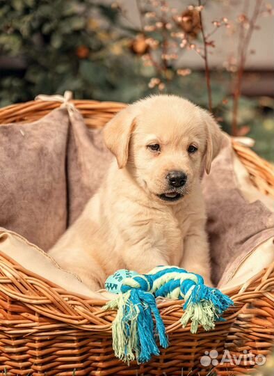 Лабрадор ретривер щенки