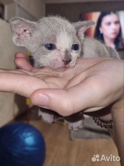 Канадский сфинкс