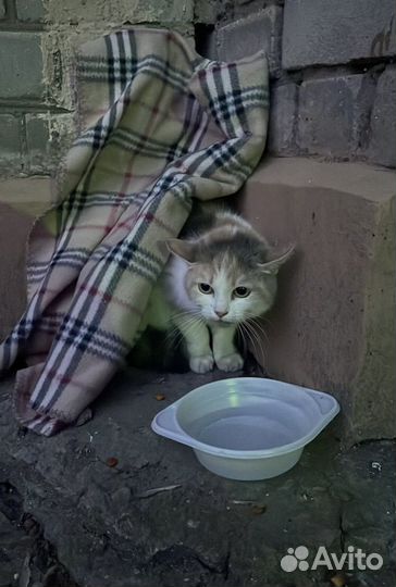 Симона ищет дом