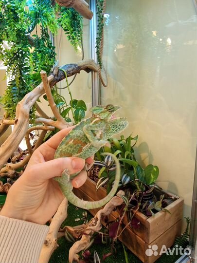 Самка хамелиона