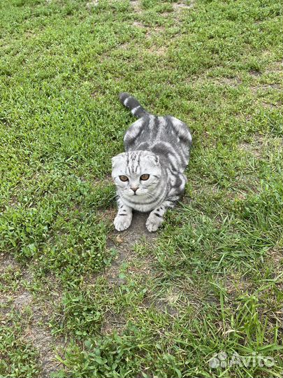 Шотландский вислоухий