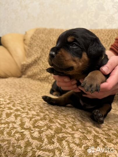 Щенки ротвейлера