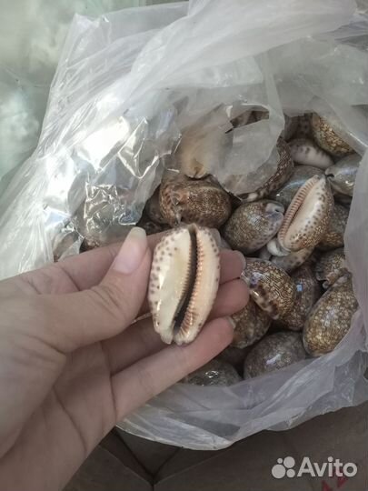 Морские ракушки раковины каури