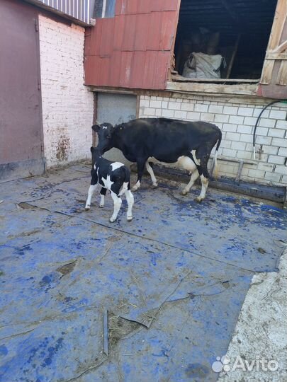 Корова с теленком