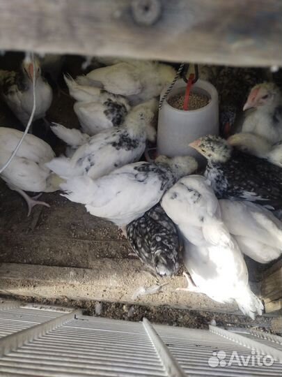 Петушки Пушкинские 4 шт