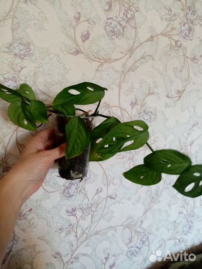 Комнатные цветы