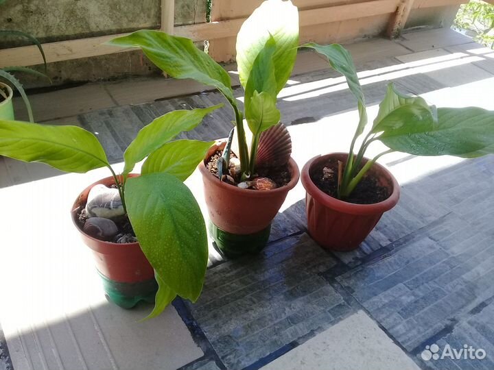 Цветок женское счастье