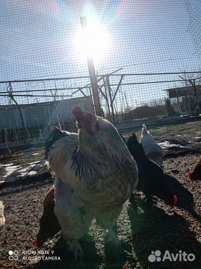 Куры бройлеры