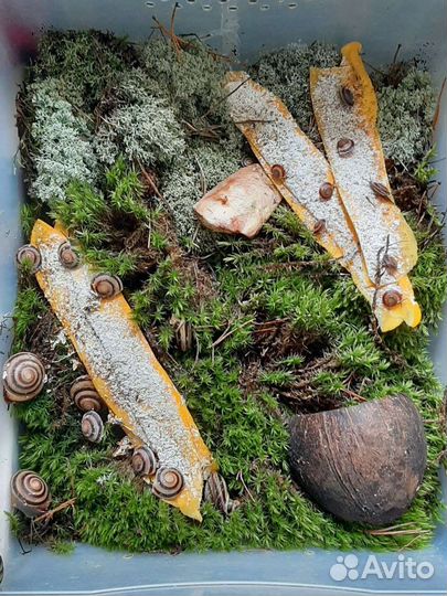 Улитки караколусы