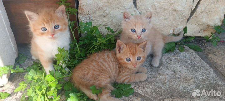 Котята в добрые руки бесплатно