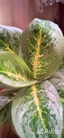 Аглаонема Милки Вей