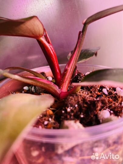 Филодендрон розовая принцесса