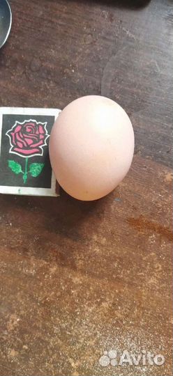 Домашние куриные яйца