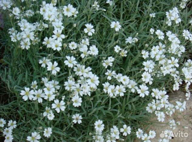 Растения для сада