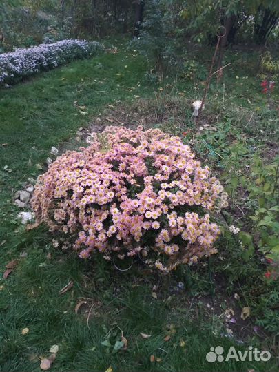 Хризантема мультифлора