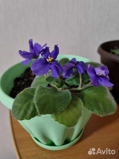 Фиалка обмен