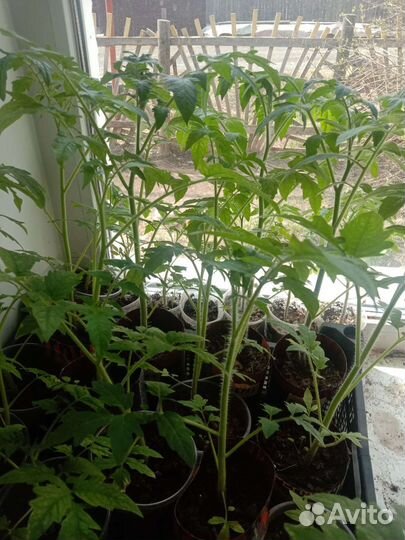 Рассада помидоров томатов